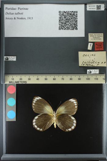 Media type: image;   Entomology 16618